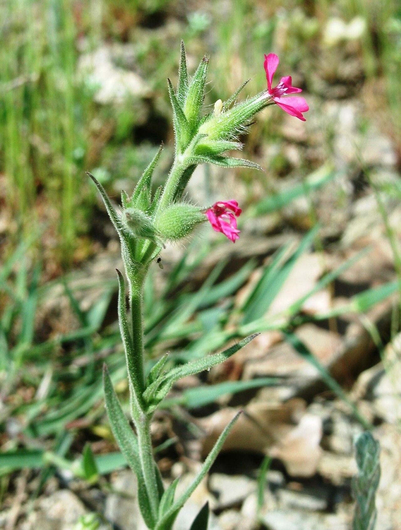 Silene lydia — houseplant care guide
