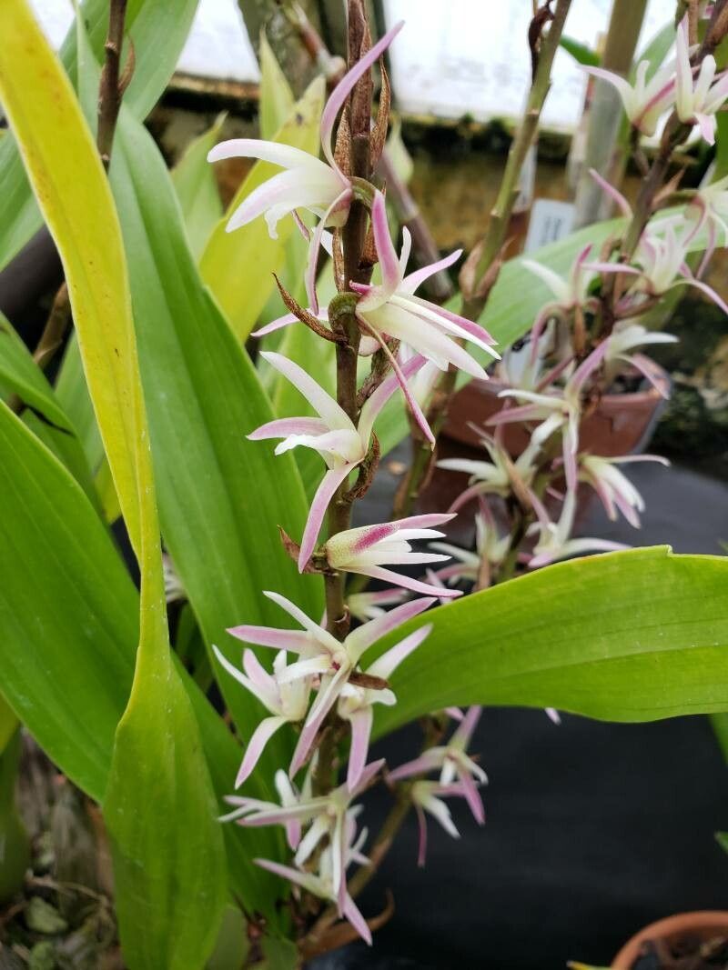Eria javanica flower