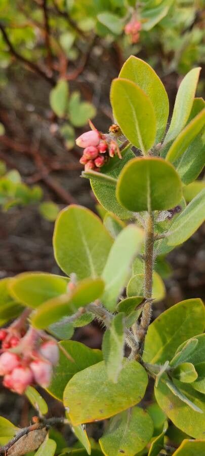 Arctostaphylos columbiana leaf