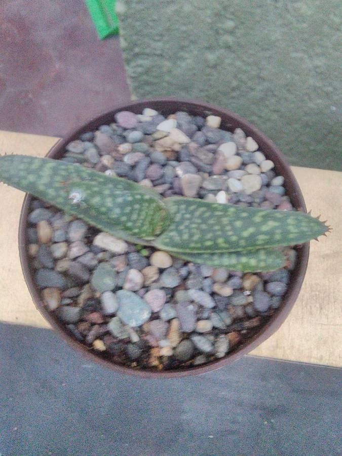 Aloe buhrii leaf