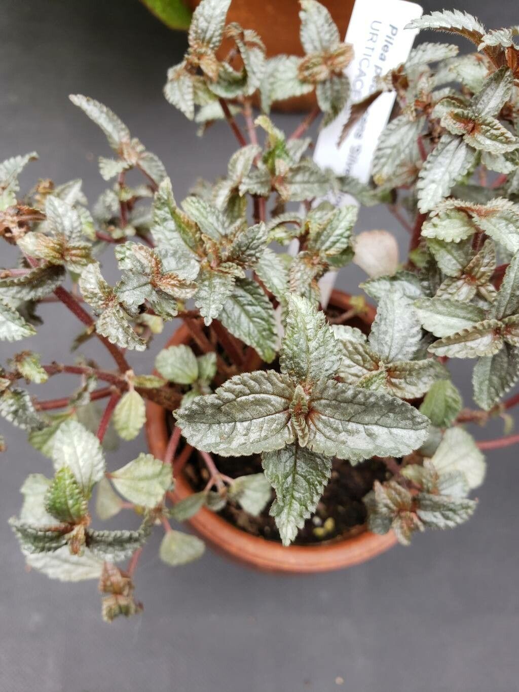 Pilea pubescens