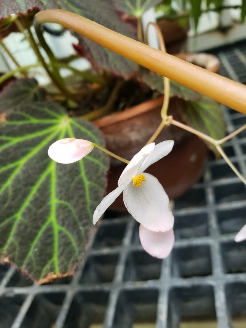 Begonia chloroneura flower