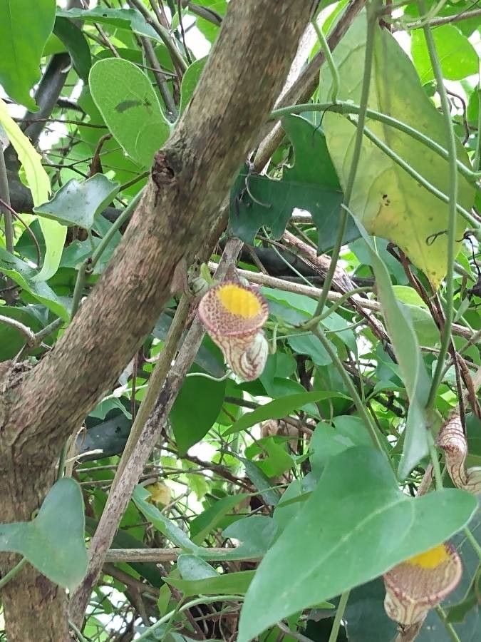 Aristolochia triangularis flower