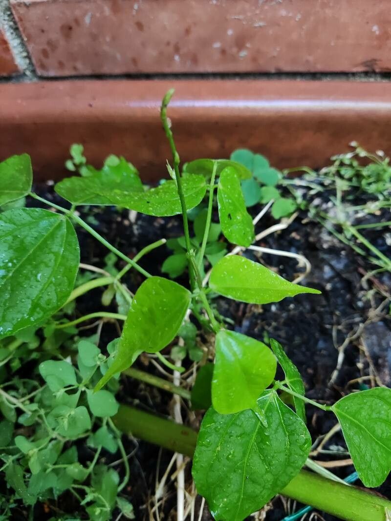 Vigna caracalla — search result for 'Vigna'