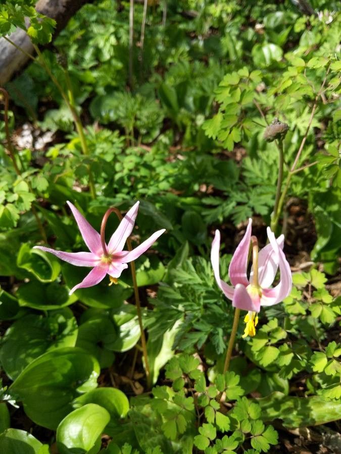 Erythronium revolutum flower