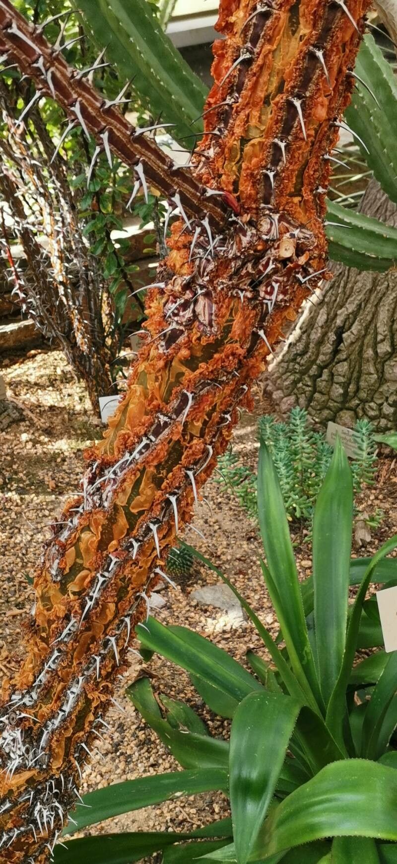 Fouquieria ochoterenae bark