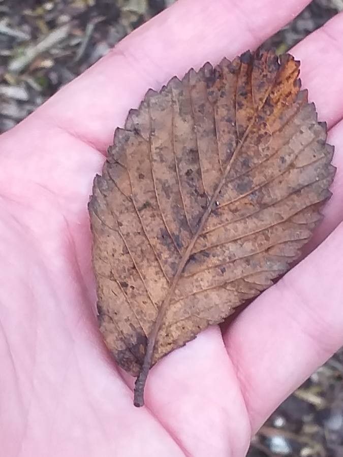 Ulmus lamellosa leaf