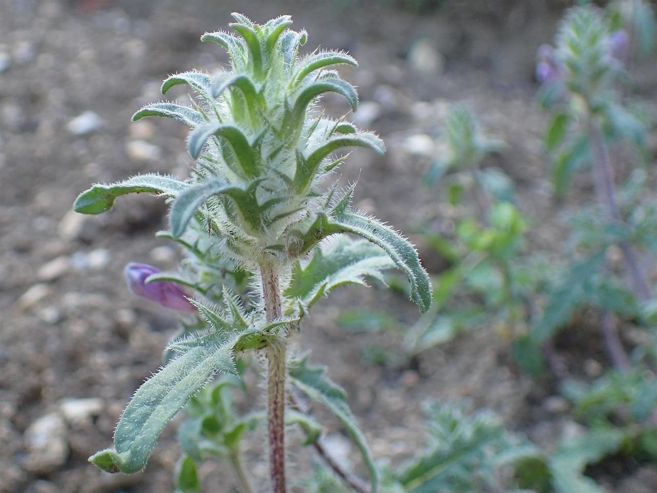 Cleonia lusitanica bark