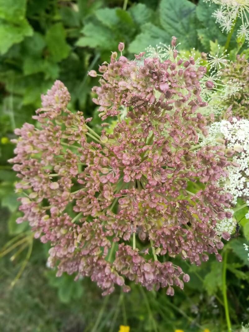 Peucedanum ostruthium fruit
