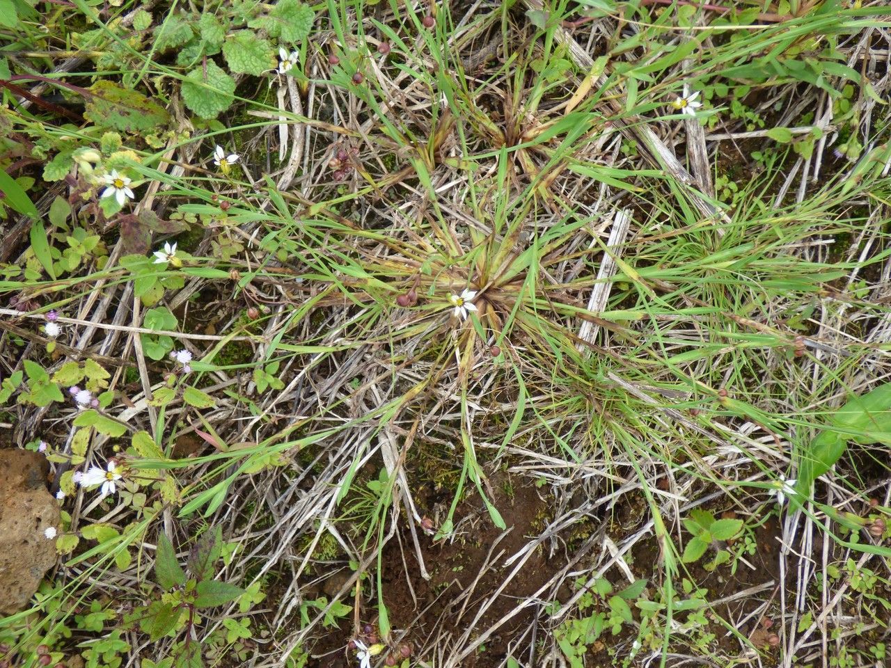 Sisyrinchium micranthum habit