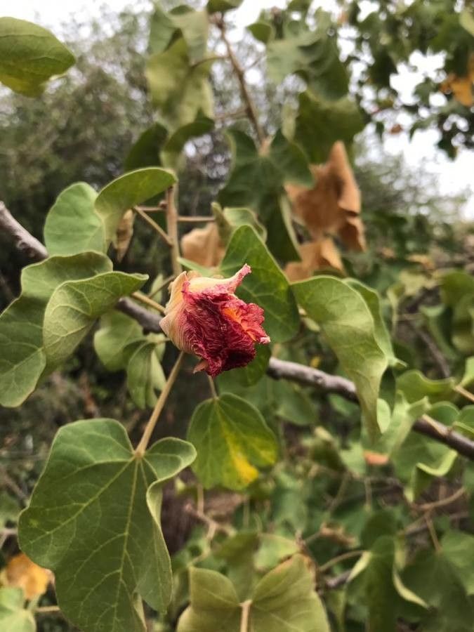 Thespesia garckeana habit
