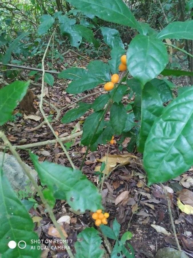 Sphenocentrum jollyanum fruit