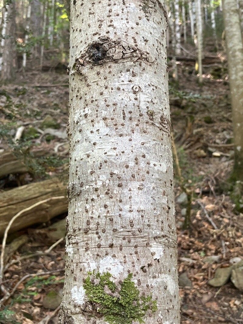 Cussonia sphaerocephala bark