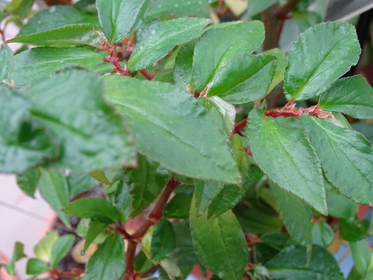 Begonia fuchsioides — search result for 'Begonia'