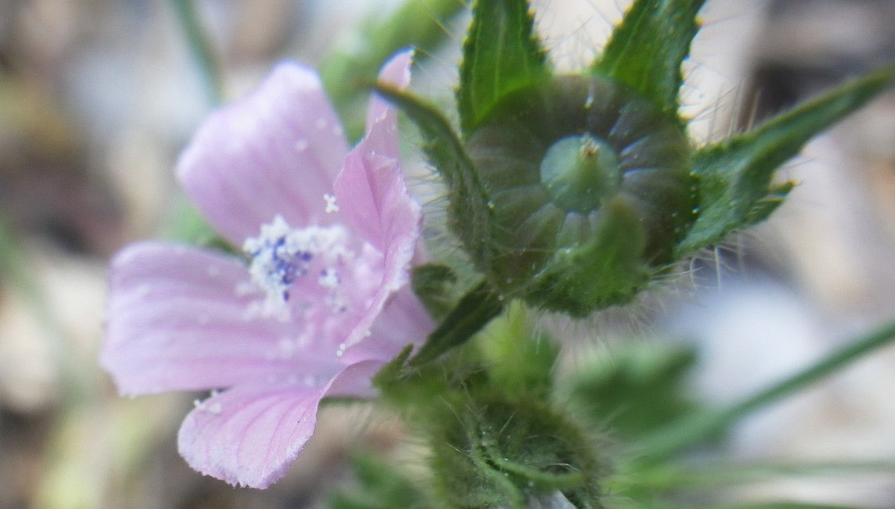 Malva cretica fruit