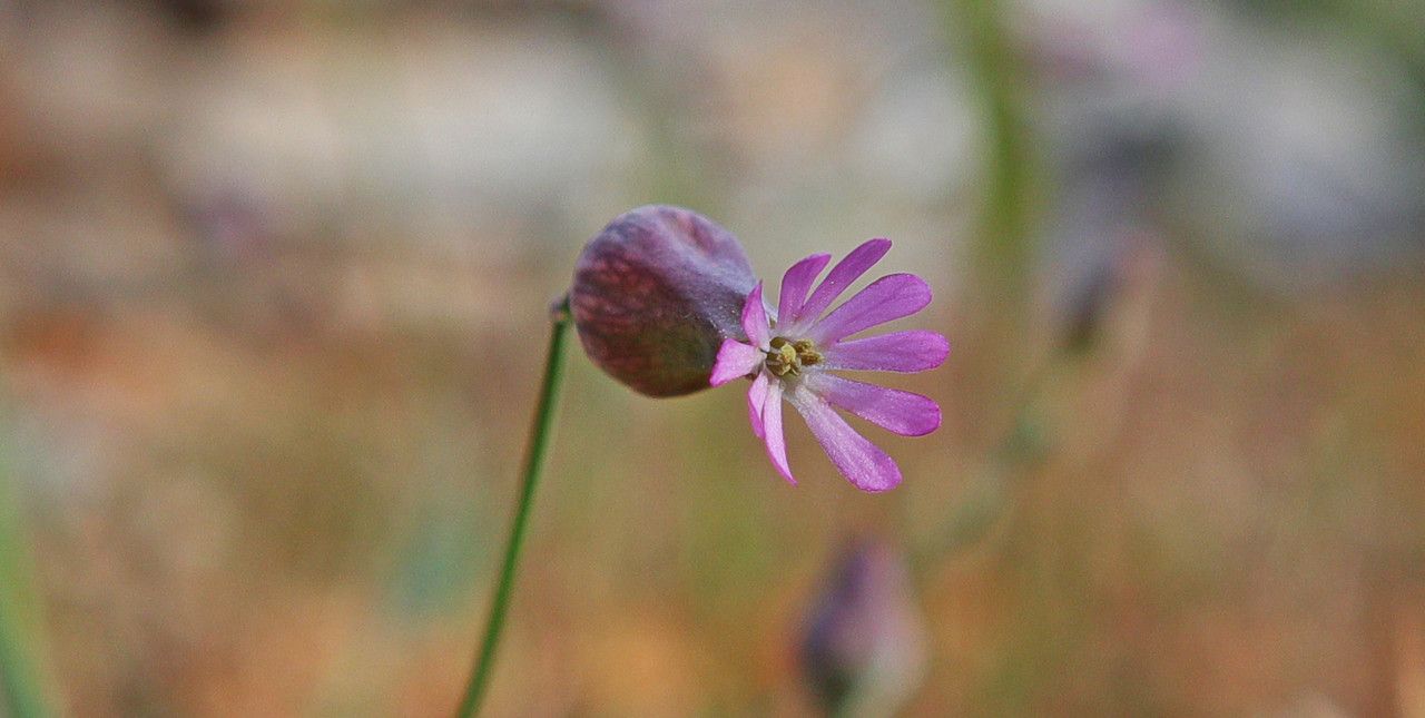 Silene reinholdii — houseplant care guide