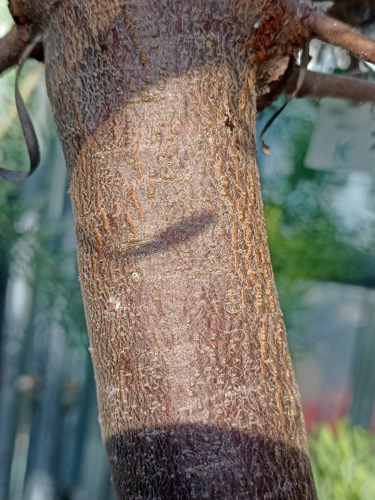 Leucadendron galpinii bark