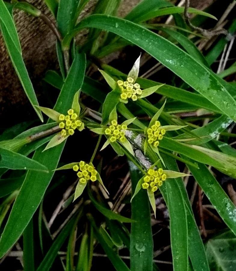 Bupleurum ranunculoides flower