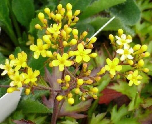 Patrinia triloba — houseplant care guide