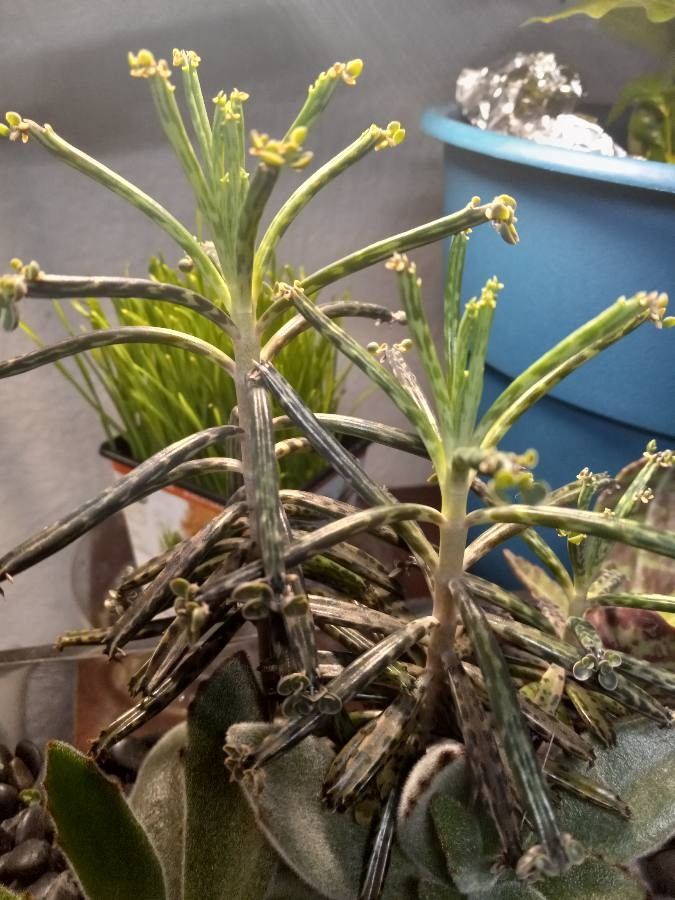 Kalanchoe angustifolia