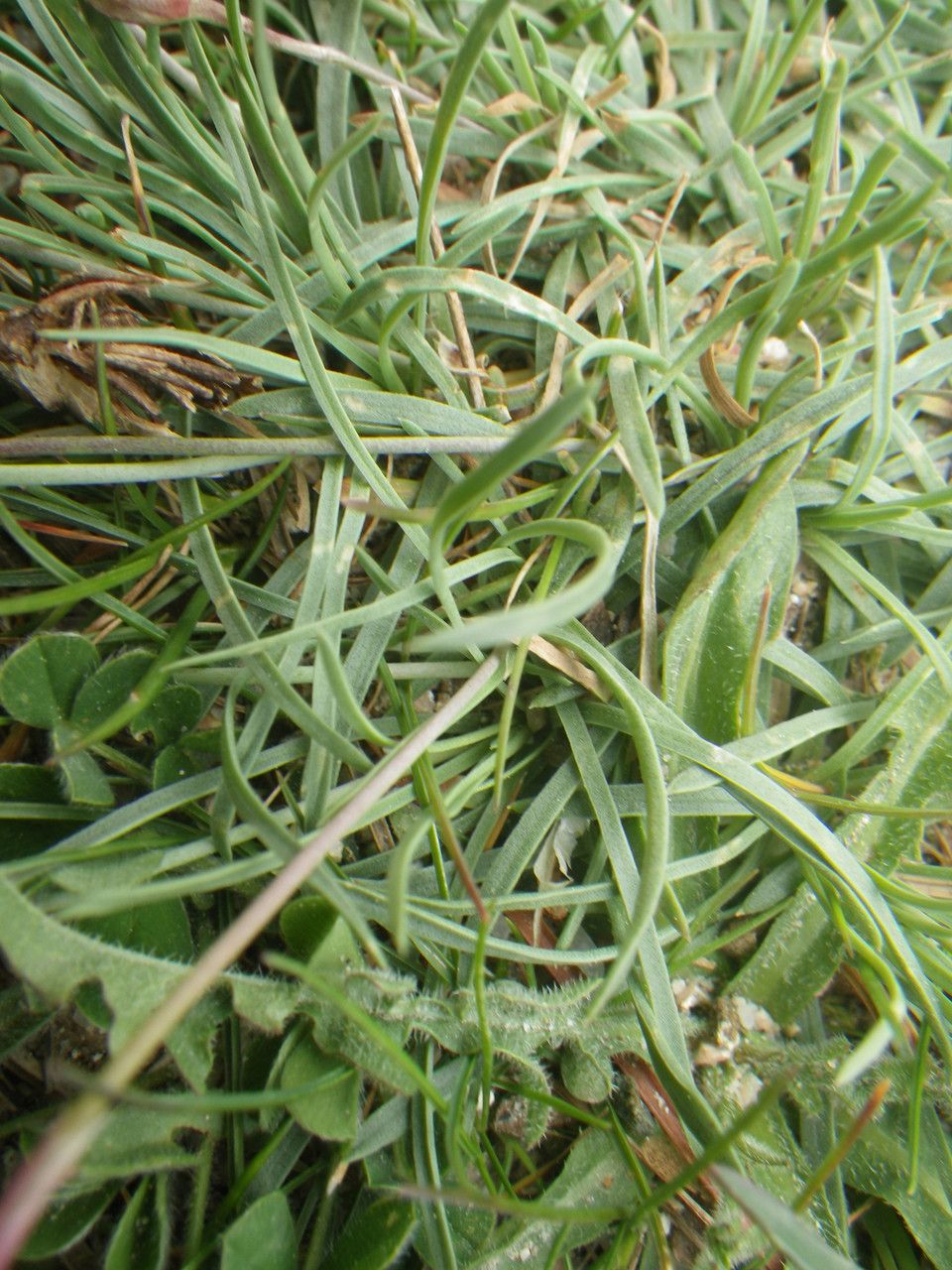 Armeria multiceps — houseplant care guide