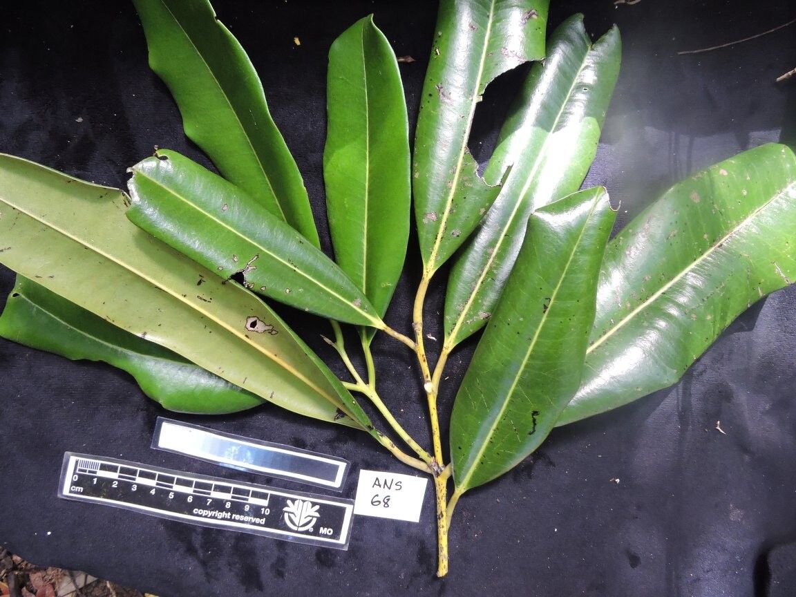 Diospyros clusiifolia — houseplant care guide