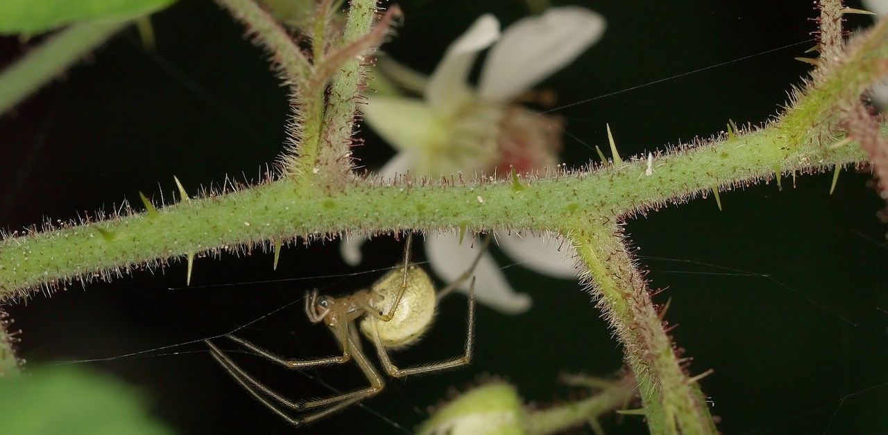 Rubus pallidicaulis flower