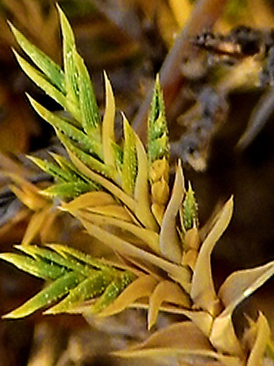 Distichlis acerosa — related species from the same genus