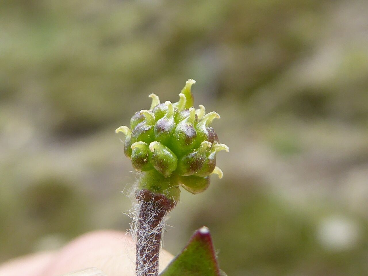 Ranunculus parnassifolius fruit