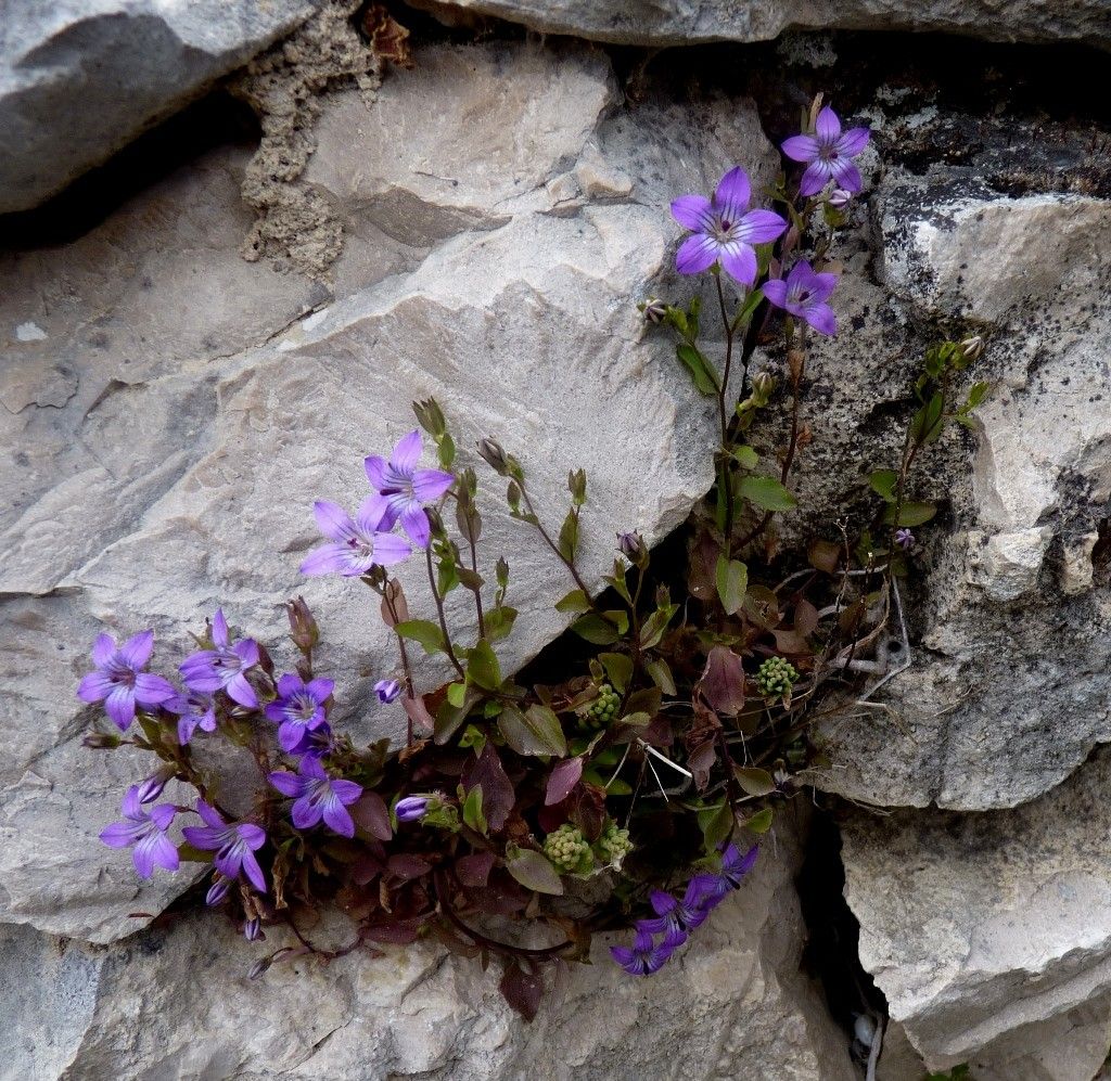 Campanula specularioides habit