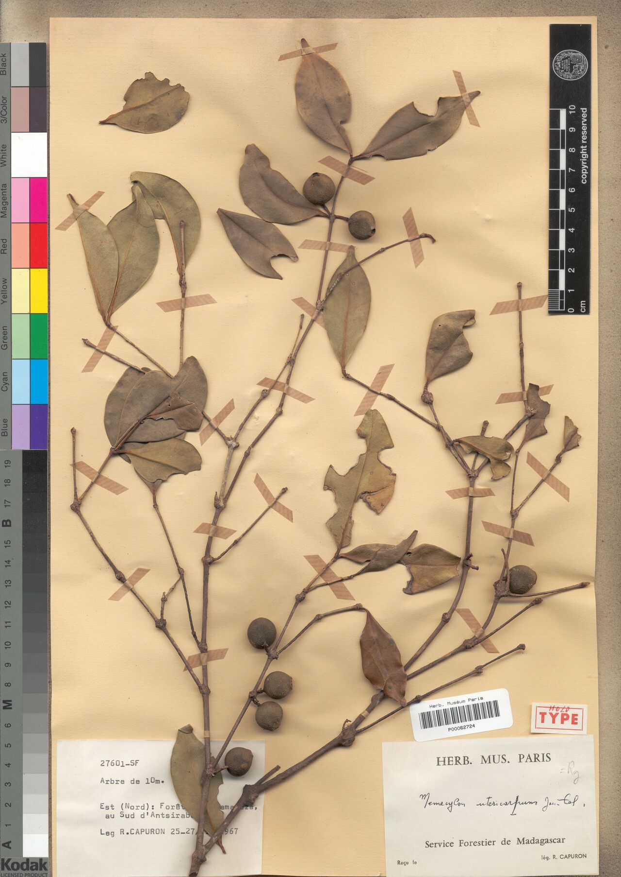 Memecylon utericarpum — houseplant care guide