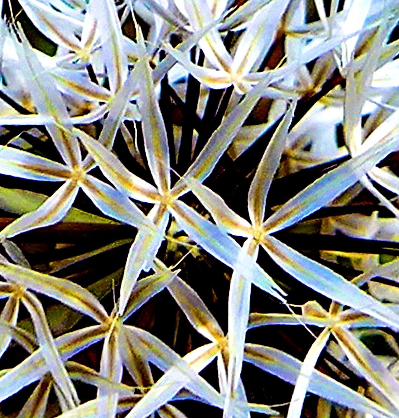 Microseris lindleyi — search result for 'Microseris'