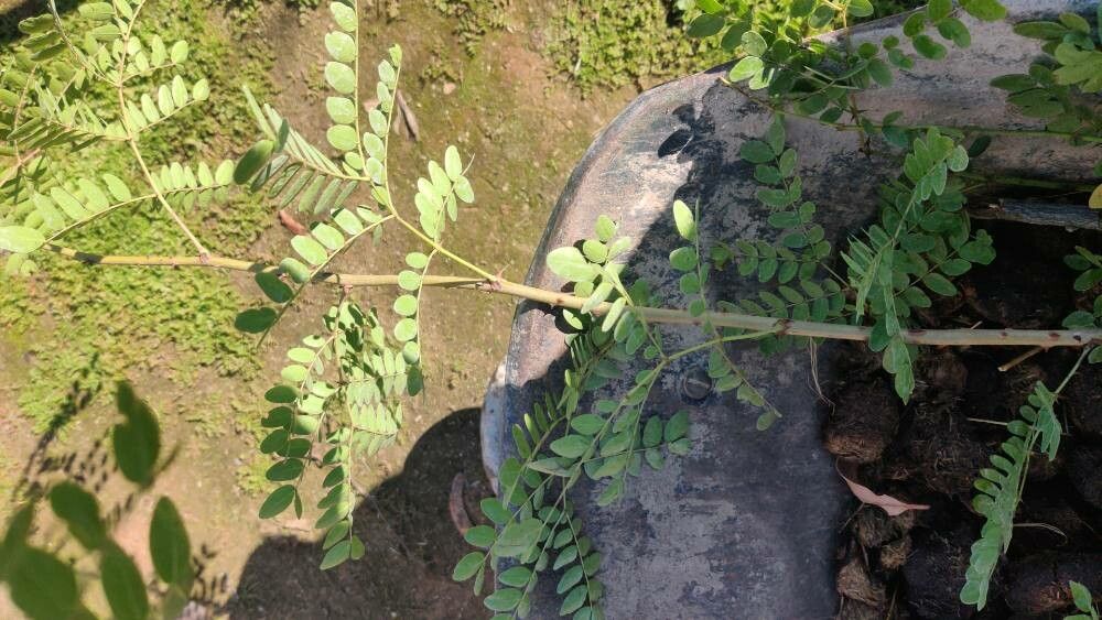 Tara spinosa — houseplant care guide