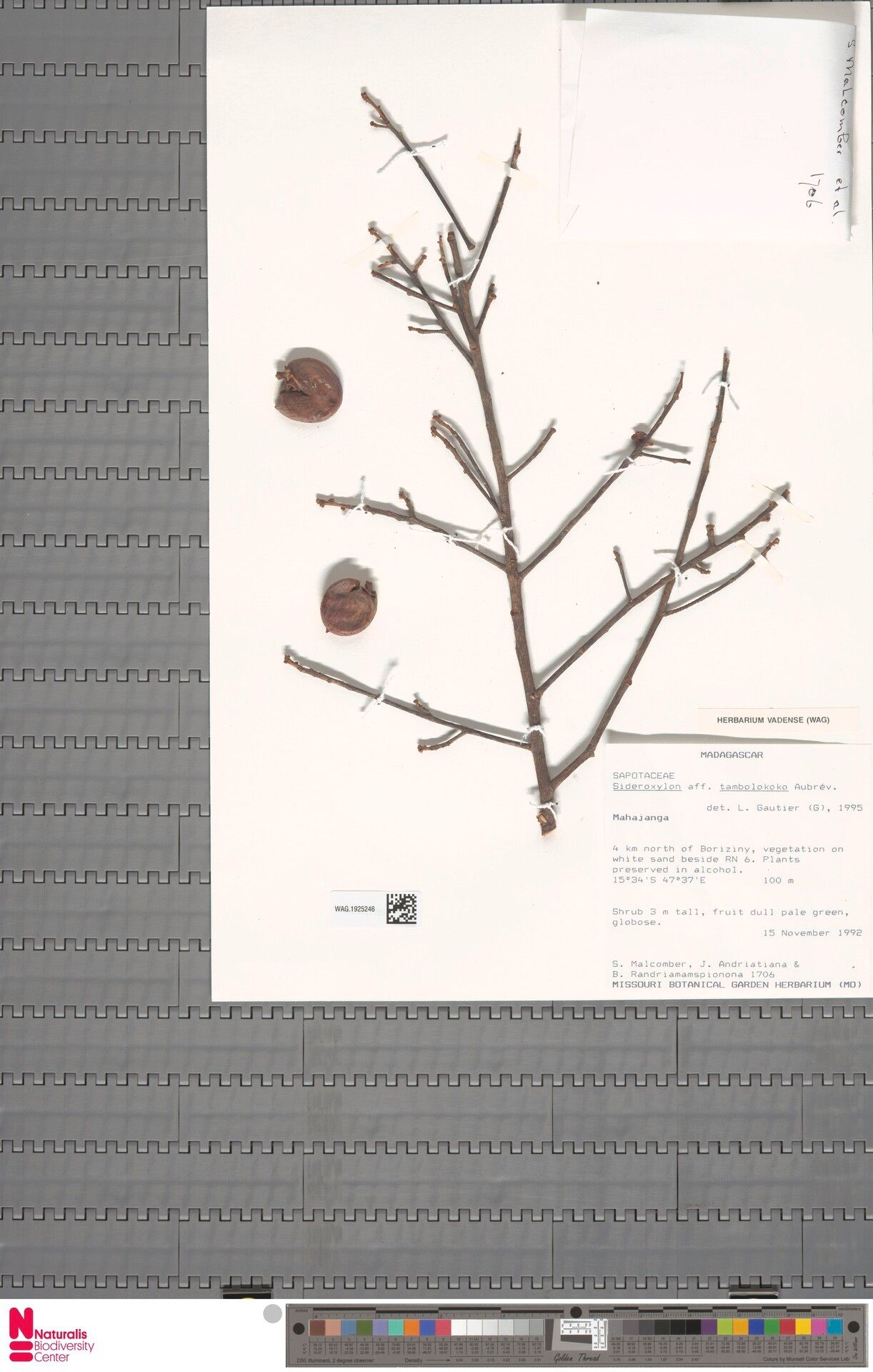 Sideroxylon tambolokoko — houseplant care guide