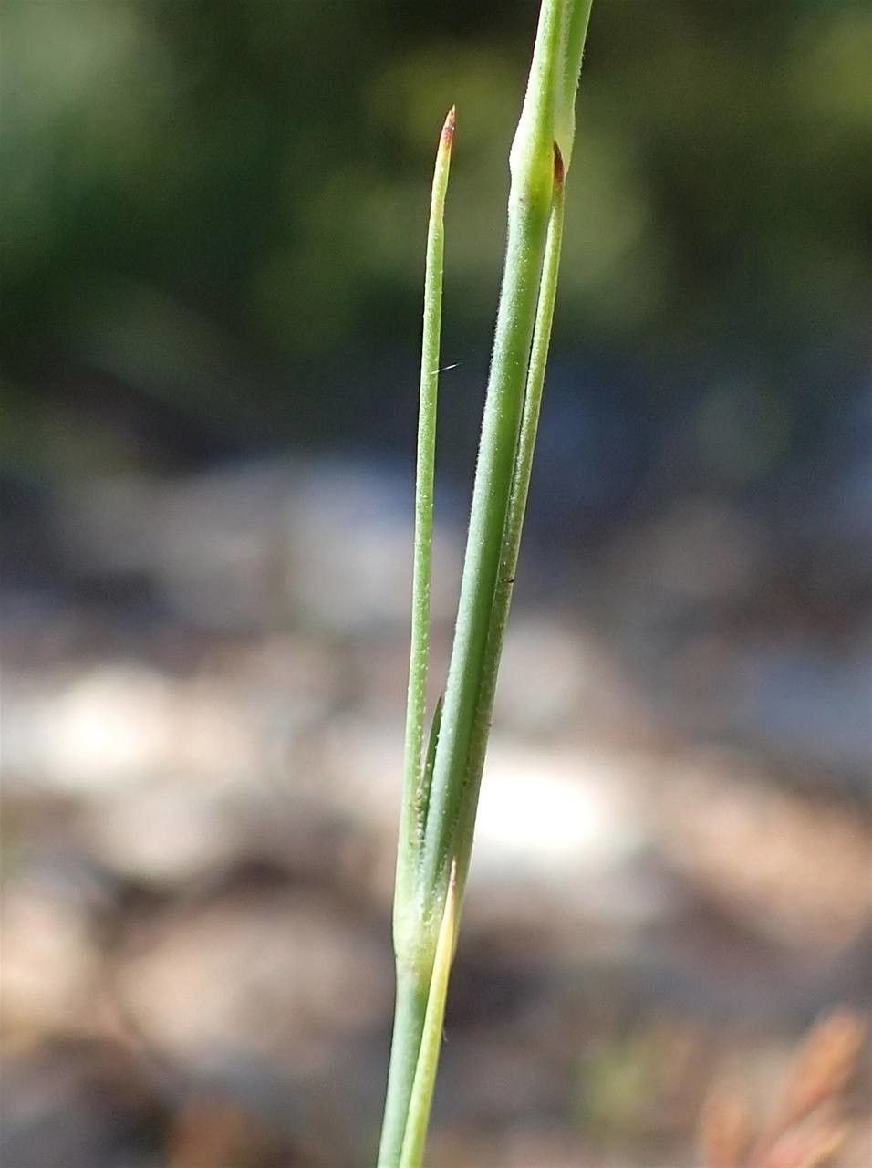 Bufonia paniculata bark