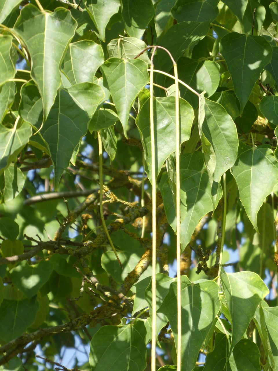 Catalpa duclouxii fruit
