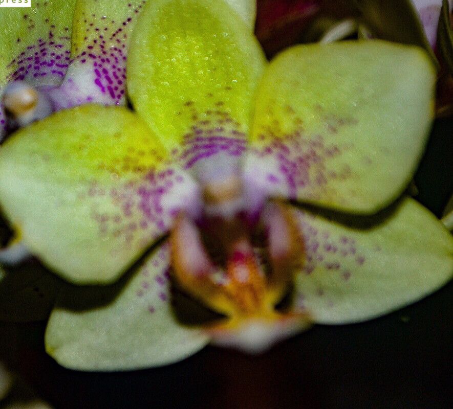 Scaphyglottis bilineata — related species from the same genus