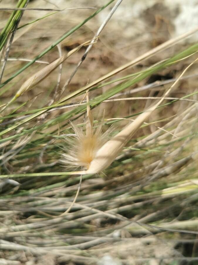 Lygeum spartum fruit