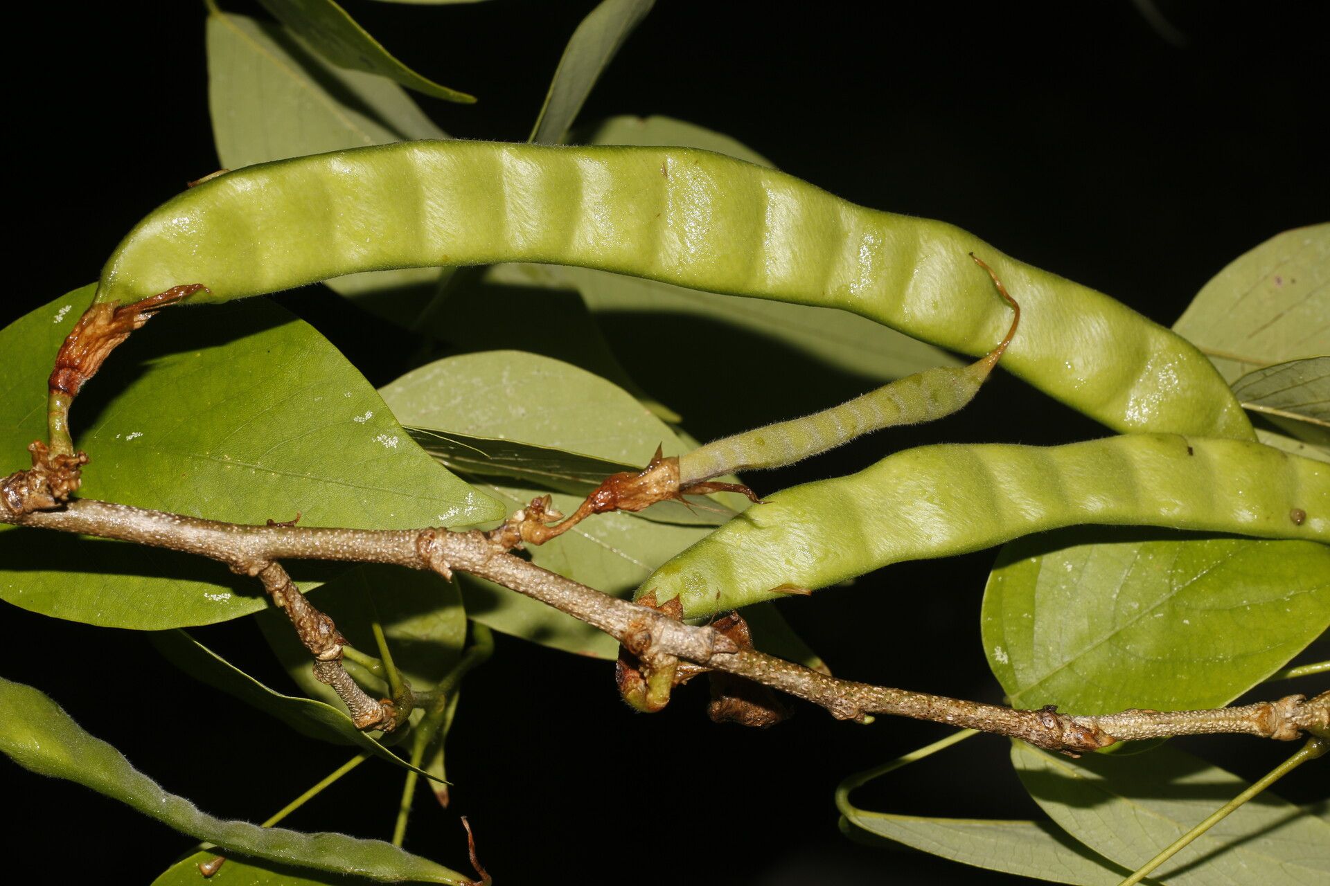Clitoria glaberrima fruit