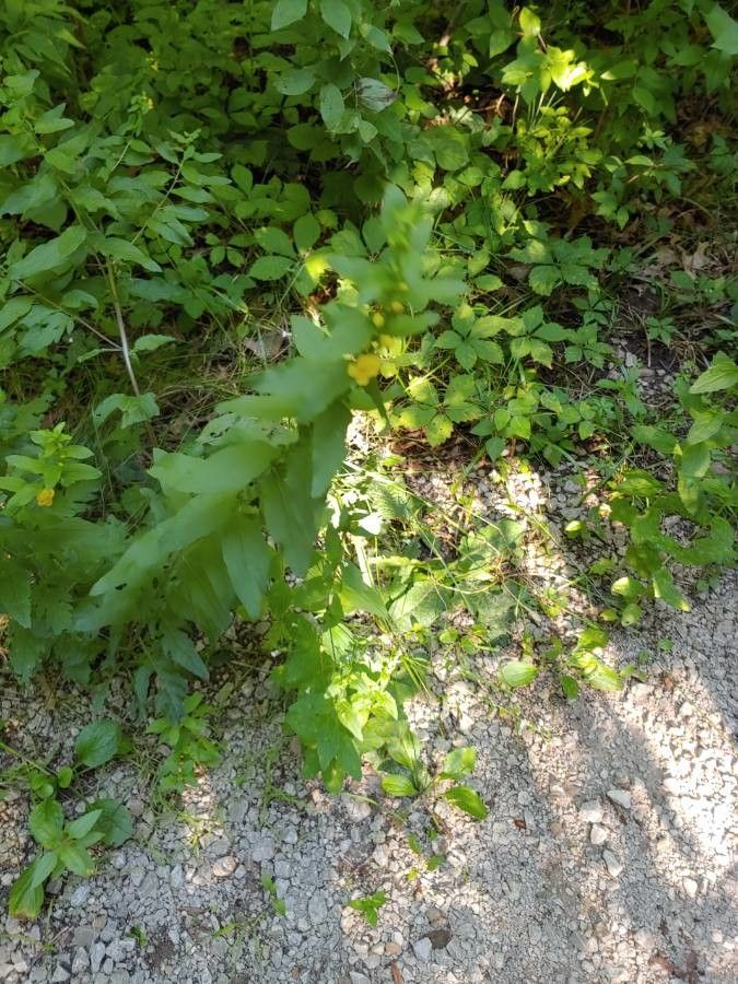 Dasistoma macrophylla habit