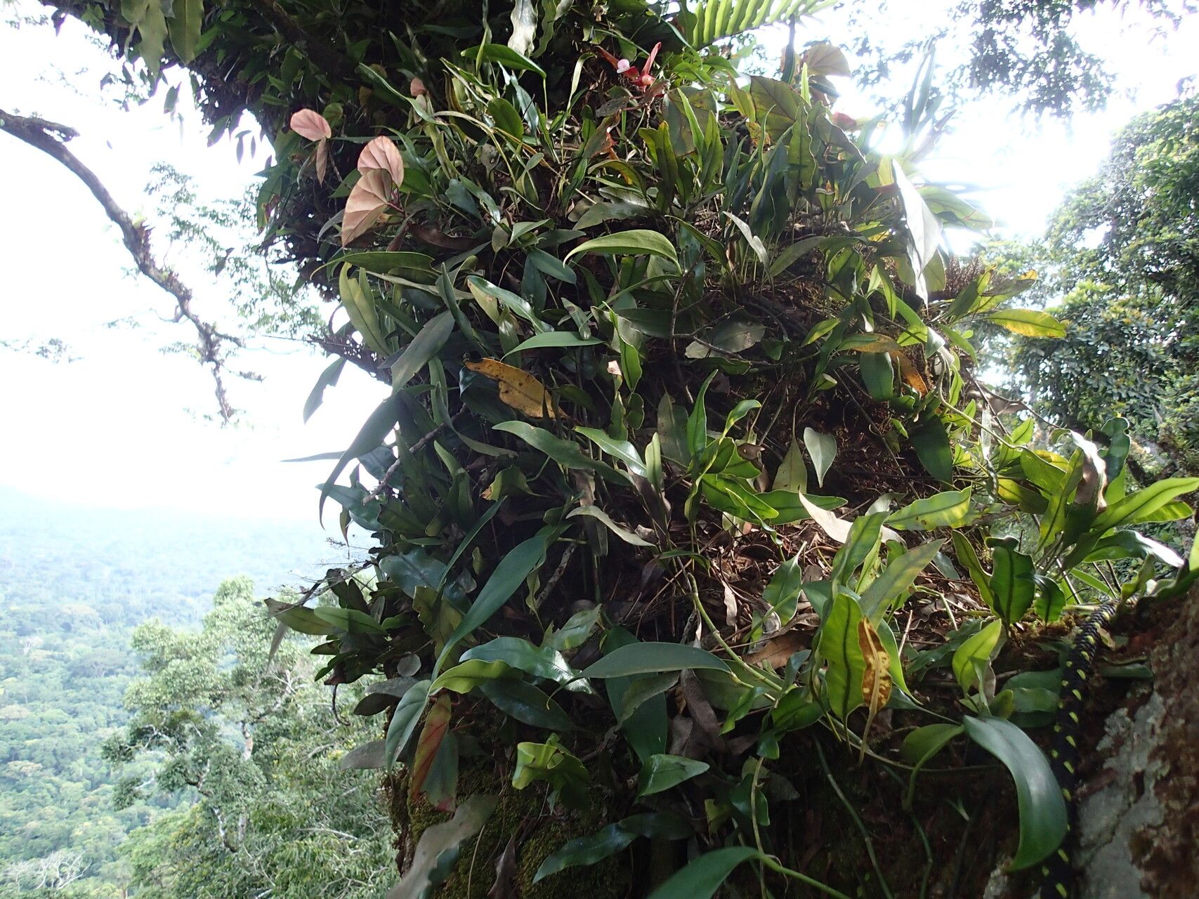 Elaphoglossum barteri habit