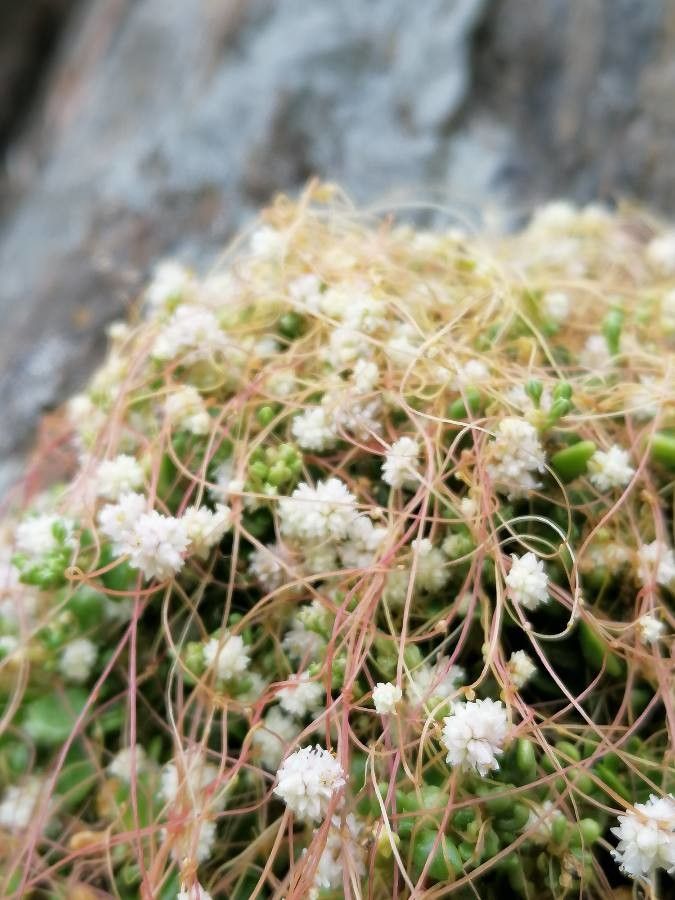 Cuscuta planiflora flower