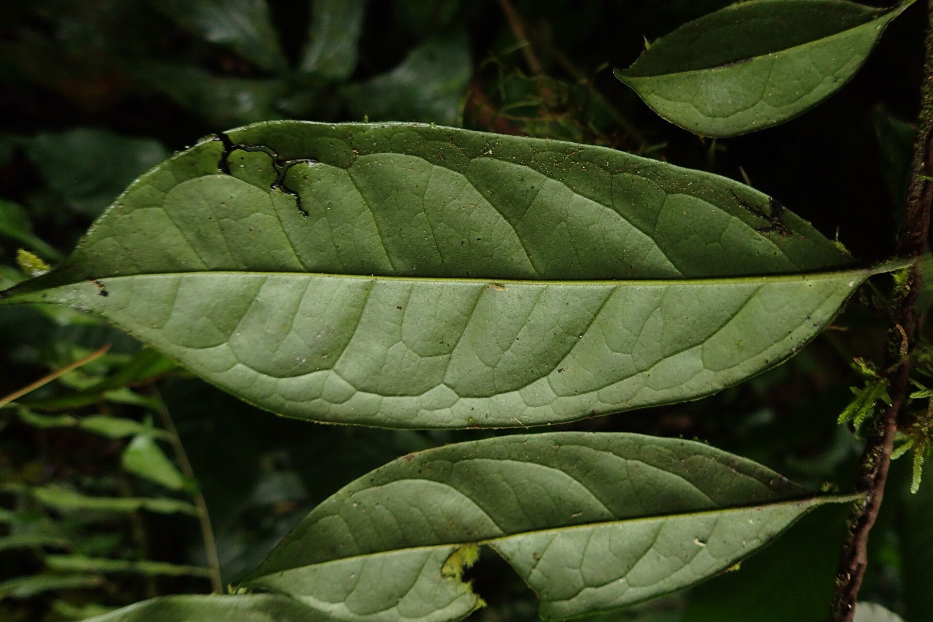 Diospyros bipindensis leaf