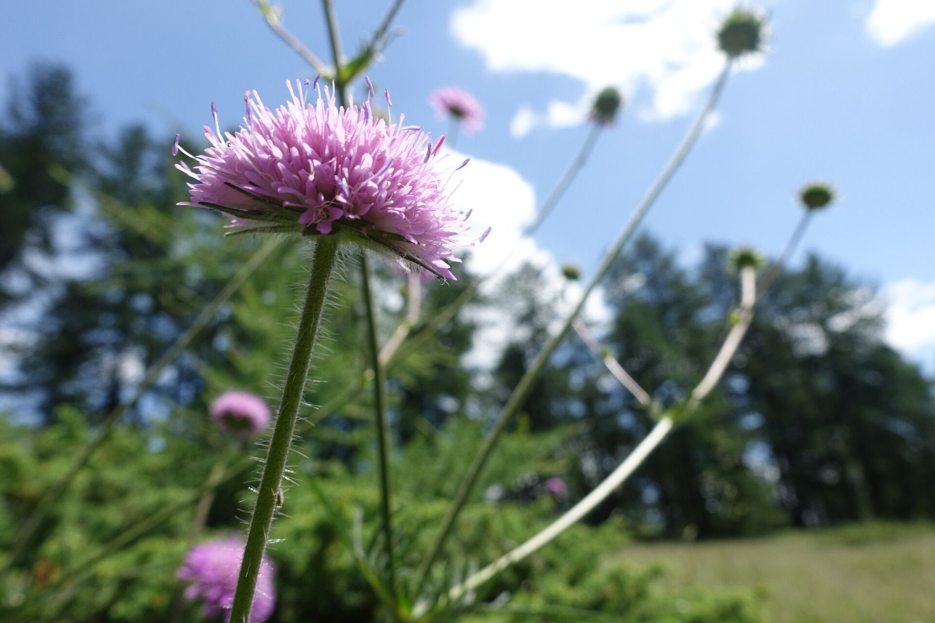 Knautia timeroyii flower