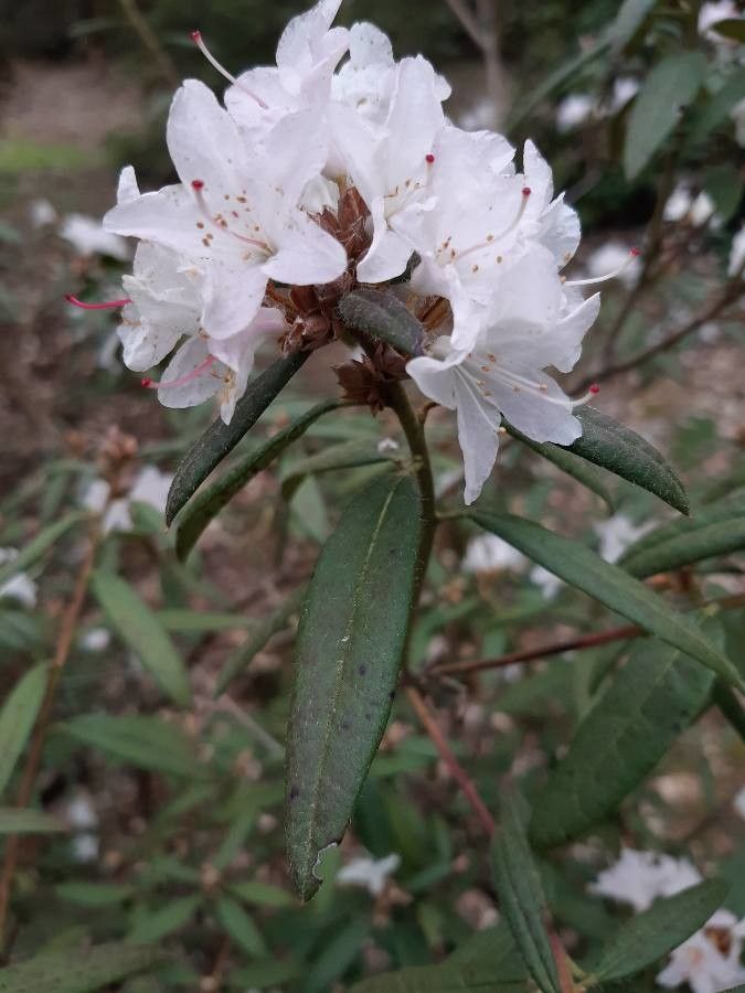Rhododendron scabrifolium flower