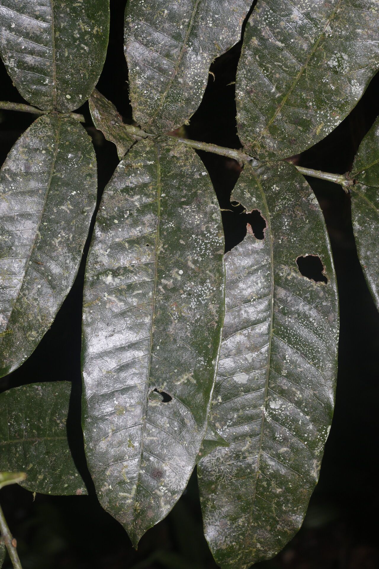 Alfaroa manningii bark