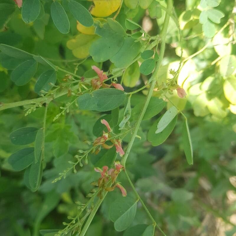 Indigofera longibarbata flower
