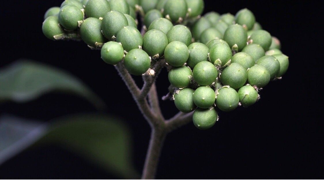 Solanum umbellatum fruit