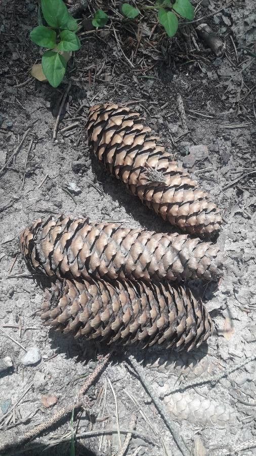 Pinus lambertiana fruit