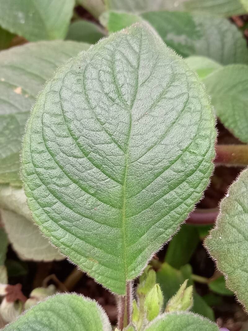Nautilocalyx bicolor — related species from the same genus
